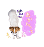 パピヨンの夢ちゃん♡5（個別スタンプ：12）