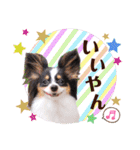 パピヨンの夢ちゃん♡5（個別スタンプ：16）