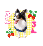 パピヨンの夢ちゃん♡5（個別スタンプ：18）