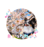 パピヨンの夢ちゃん♡5（個別スタンプ：20）