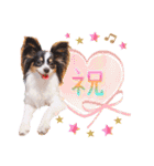 パピヨンの夢ちゃん♡5（個別スタンプ：23）