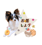 パピヨンの夢ちゃん♡5（個別スタンプ：25）