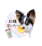 パピヨンの夢ちゃん♡5（個別スタンプ：27）