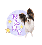 パピヨンの夢ちゃん♡5（個別スタンプ：29）
