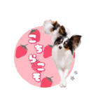 パピヨンの夢ちゃん♡5（個別スタンプ：30）
