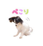 パピヨンの夢ちゃん♡5（個別スタンプ：32）