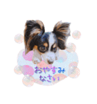 パピヨンの夢ちゃん♡5（個別スタンプ：35）