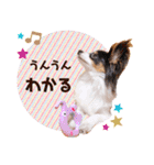 パピヨンの夢ちゃん♡5（個別スタンプ：36）