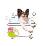 パピヨンの夢ちゃん♡5（個別スタンプ：38）