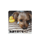 ♪よもちまライフ♪（個別スタンプ：11）