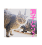 さいき家の動物たち（個別スタンプ：1）