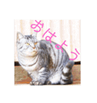 さいき家の動物たち（個別スタンプ：2）