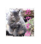 さいき家の動物たち（個別スタンプ：3）