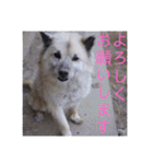 さいき家の動物たち（個別スタンプ：4）
