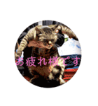 さいき家の動物たち（個別スタンプ：5）