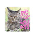 さいき家の動物たち（個別スタンプ：6）