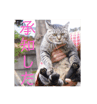 さいき家の動物たち（個別スタンプ：7）