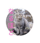 さいき家の動物たち（個別スタンプ：8）