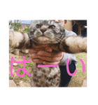 さいき家の動物たち（個別スタンプ：9）