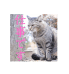 さいき家の動物たち（個別スタンプ：11）