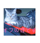 さいき家の動物たち（個別スタンプ：12）