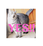 さいき家の動物たち（個別スタンプ：13）