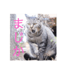 さいき家の動物たち（個別スタンプ：15）