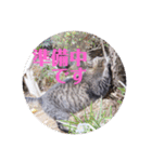 さいき家の動物たち（個別スタンプ：17）
