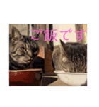 さいき家の動物たち（個別スタンプ：20）