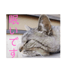 さいき家の動物たち（個別スタンプ：21）