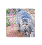 さいき家の動物たち（個別スタンプ：22）