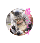さいき家の動物たち（個別スタンプ：23）