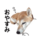 世界一可愛い柴犬シェリーちゃんスタンプ（個別スタンプ：1）