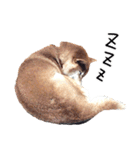 世界一可愛い柴犬シェリーちゃんスタンプ（個別スタンプ：2）
