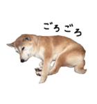 世界一可愛い柴犬シェリーちゃんスタンプ（個別スタンプ：3）