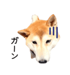 世界一可愛い柴犬シェリーちゃんスタンプ（個別スタンプ：4）