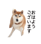 世界一可愛い柴犬シェリーちゃんスタンプ（個別スタンプ：5）
