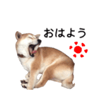 世界一可愛い柴犬シェリーちゃんスタンプ（個別スタンプ：6）