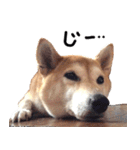 世界一可愛い柴犬シェリーちゃんスタンプ（個別スタンプ：7）