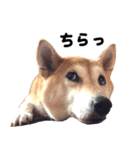 世界一可愛い柴犬シェリーちゃんスタンプ（個別スタンプ：8）