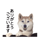 世界一可愛い柴犬シェリーちゃんスタンプ（個別スタンプ：9）