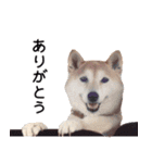 世界一可愛い柴犬シェリーちゃんスタンプ（個別スタンプ：10）