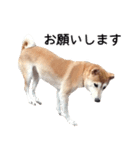 世界一可愛い柴犬シェリーちゃんスタンプ（個別スタンプ：11）