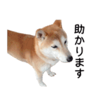 世界一可愛い柴犬シェリーちゃんスタンプ（個別スタンプ：12）