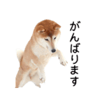 世界一可愛い柴犬シェリーちゃんスタンプ（個別スタンプ：13）