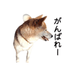 世界一可愛い柴犬シェリーちゃんスタンプ（個別スタンプ：14）