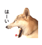 世界一可愛い柴犬シェリーちゃんスタンプ（個別スタンプ：16）