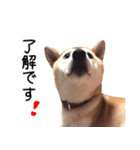 世界一可愛い柴犬シェリーちゃんスタンプ（個別スタンプ：17）