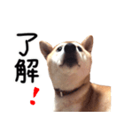 世界一可愛い柴犬シェリーちゃんスタンプ（個別スタンプ：18）