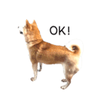世界一可愛い柴犬シェリーちゃんスタンプ（個別スタンプ：19）